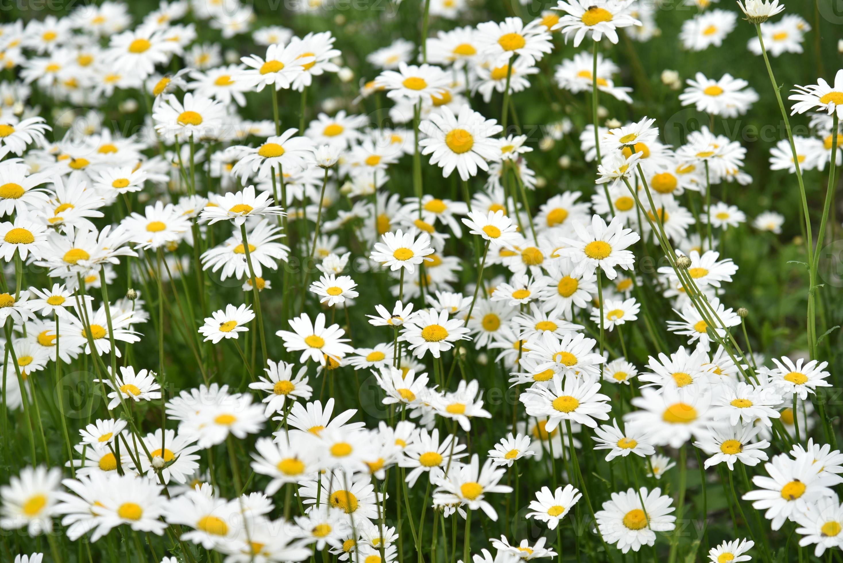 kamille veld met bloemen close-up in de zomer 8569295 stockfoto bij Vecteezy