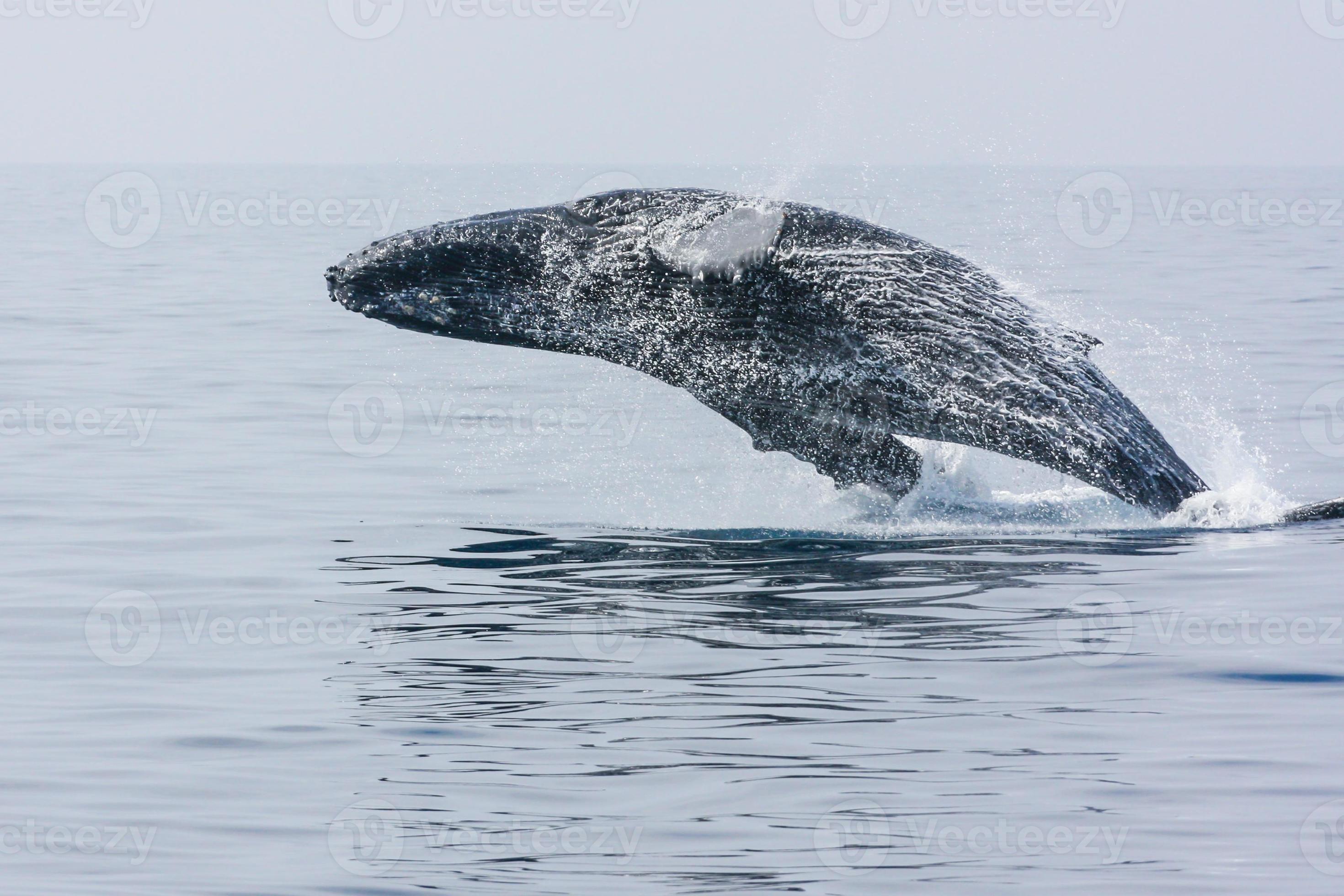 breken bultrug walvis foto