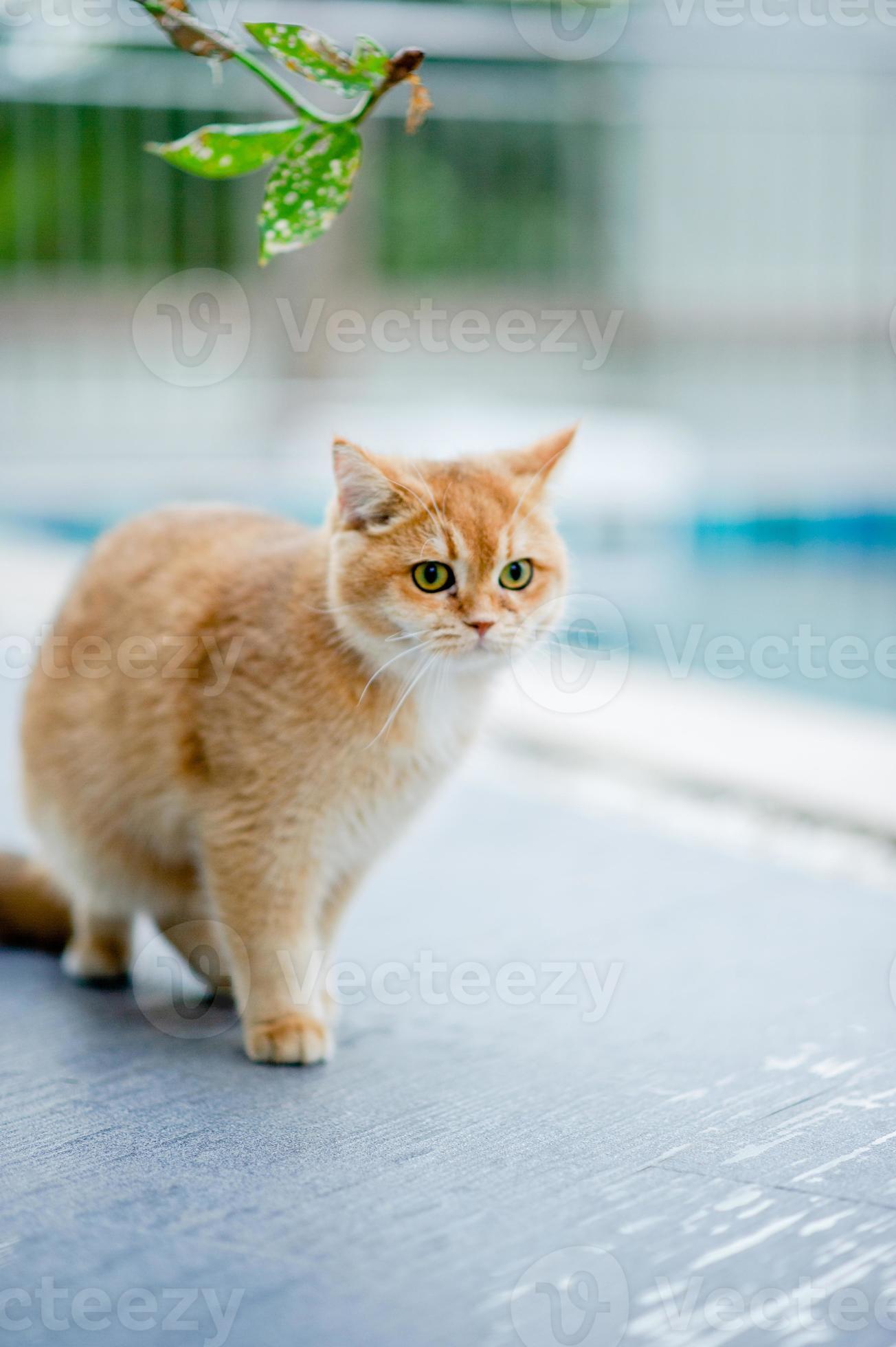 Pakket Corroderen beet er loopt een oranje kat bij het zwembad bij mij thuis. echte  kattenliefhebber concept 8899755 Stockfoto