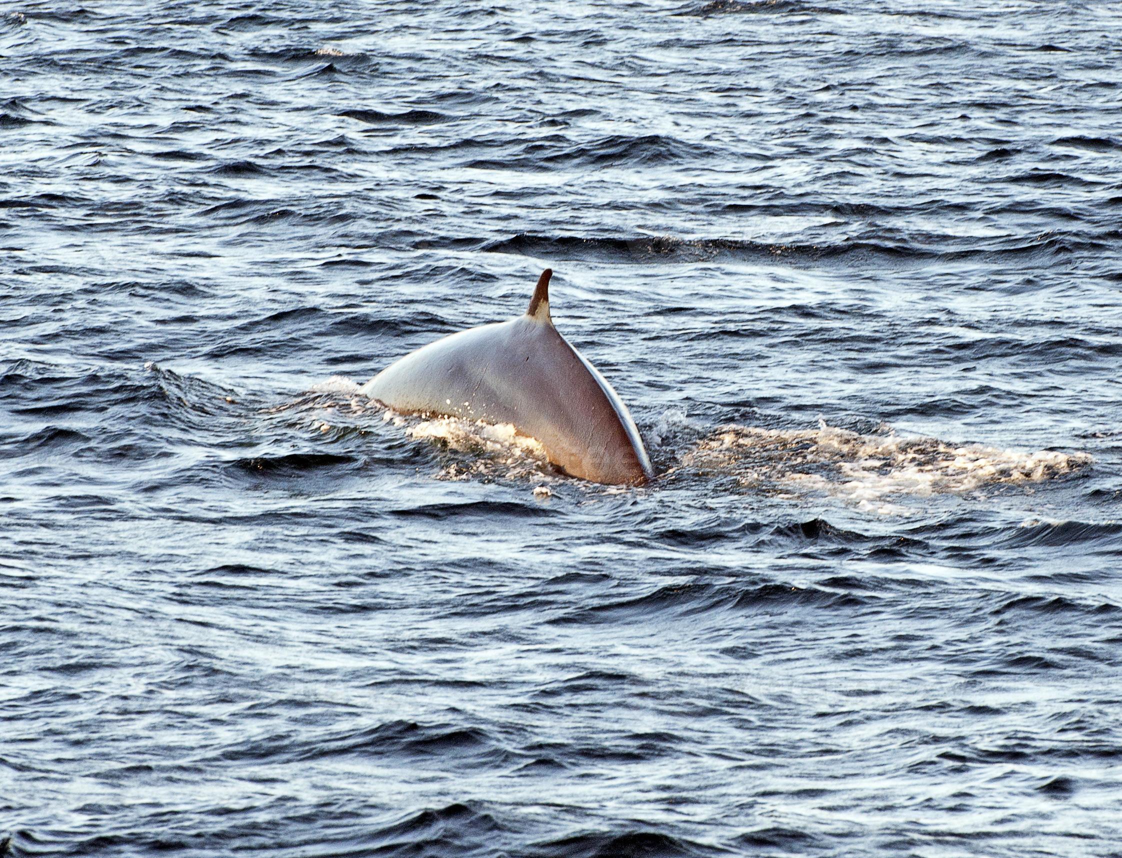 bryde's walvissen, galapagos eilanden foto