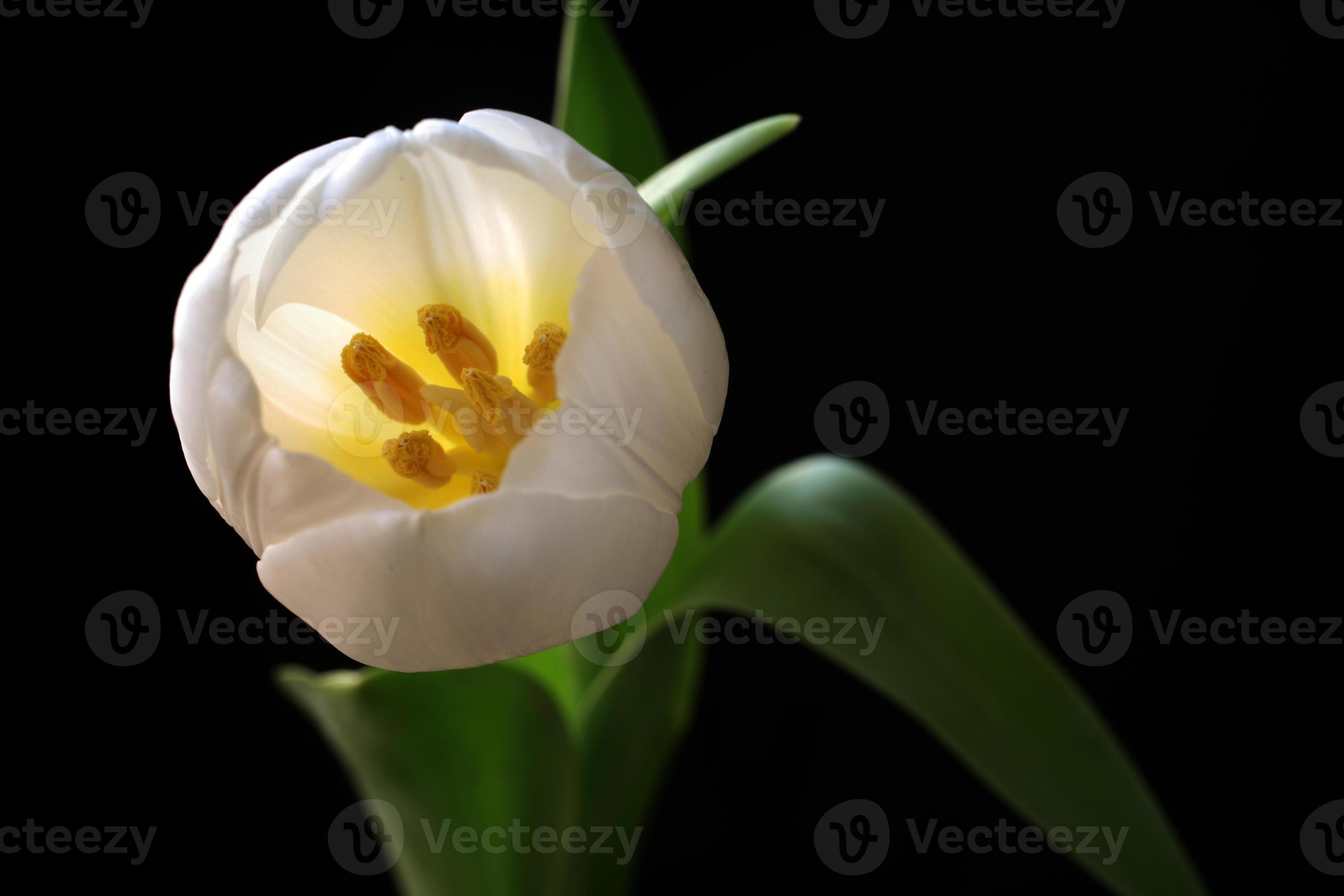 witte tulp van bovenaf foto