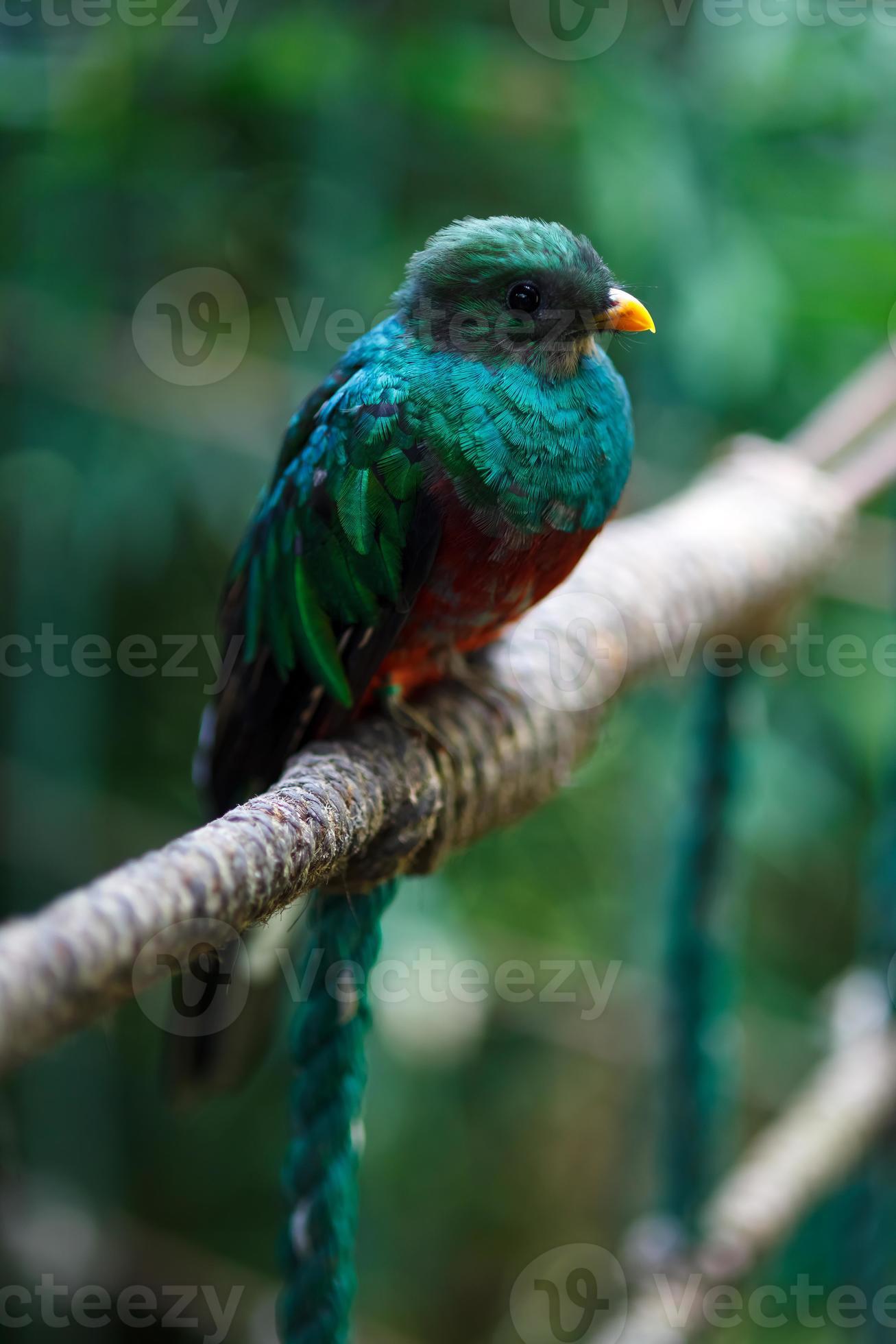 quetzal foto