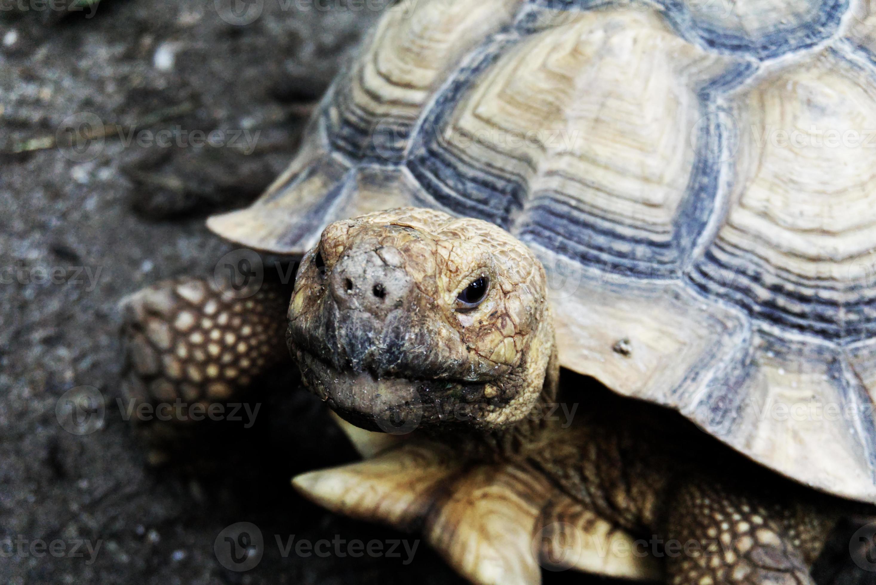 close-up afbeelding 9370992 Stockfoto