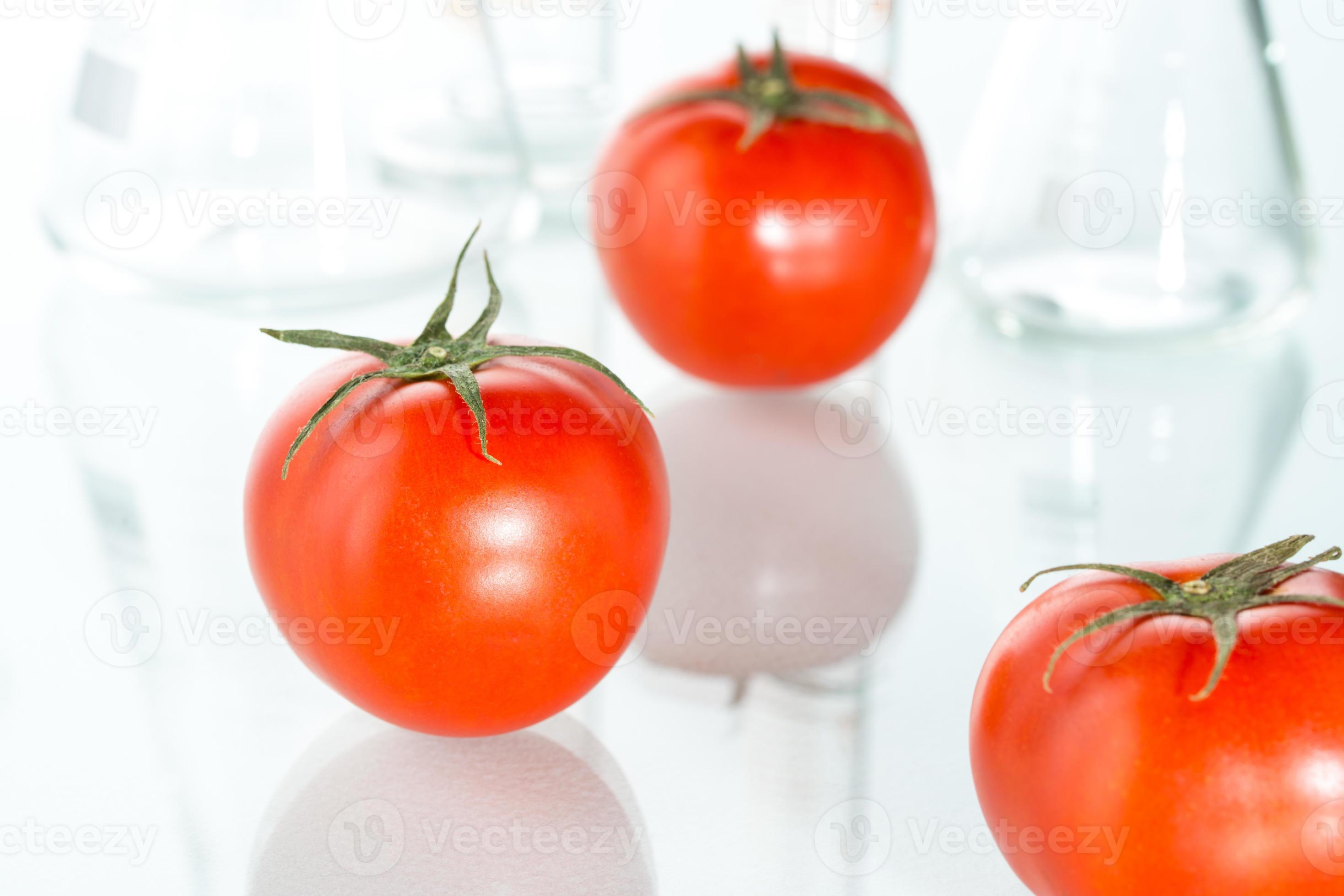 genetische modificatie rode tomaten laboratoriumglaswerk op wit foto