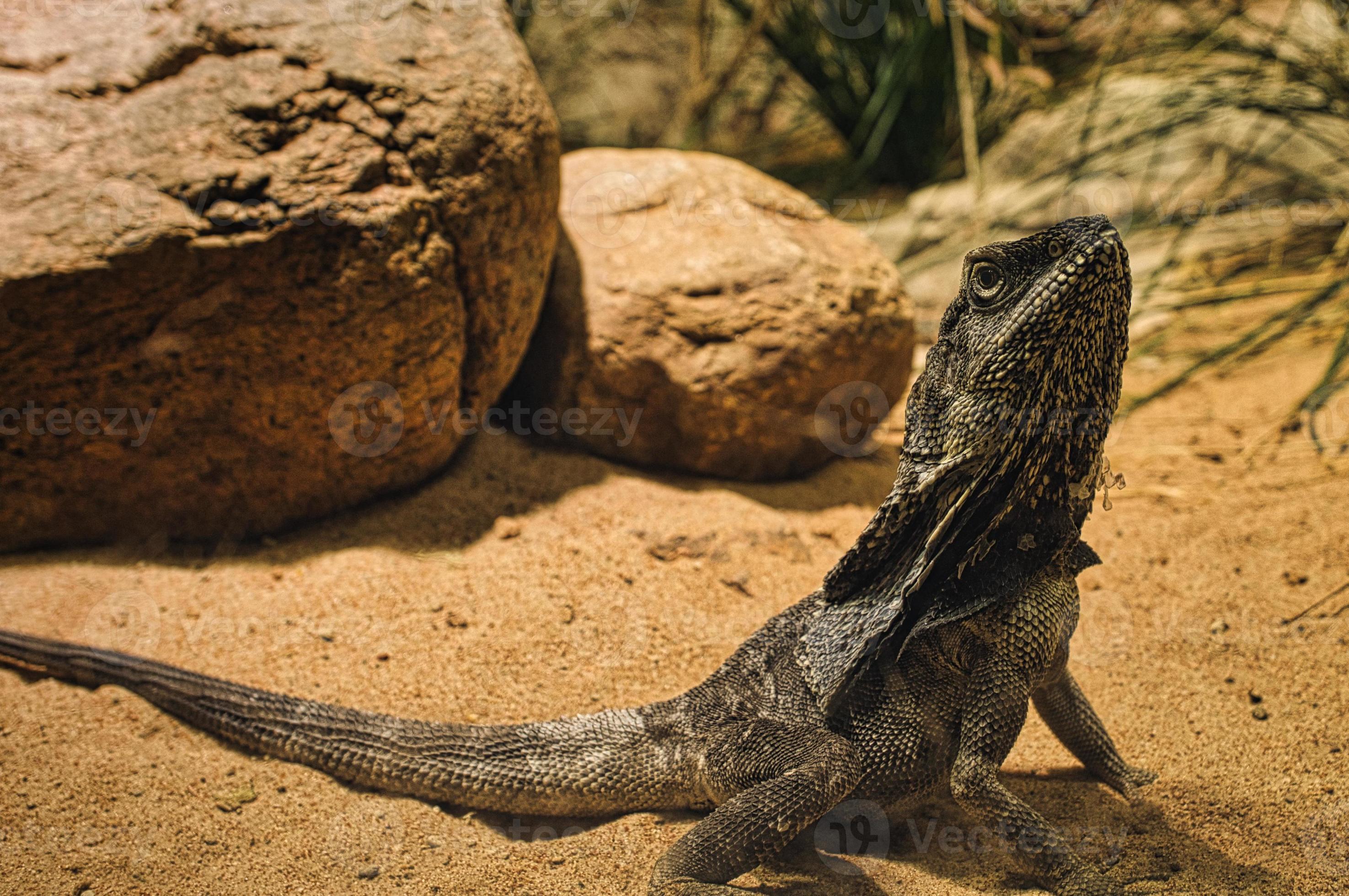 vloeistof Sta op logboek baardagaam in terrarium. reptiel uit Australië. observatie huisdier. kleine  draak 9738638 stockfoto bij Vecteezy