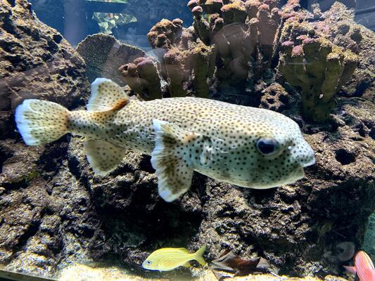 officieel vervaldatum Pekkadillo vissen met een unieke kleur in een helder glazen aquarium 4702683 Stockfoto