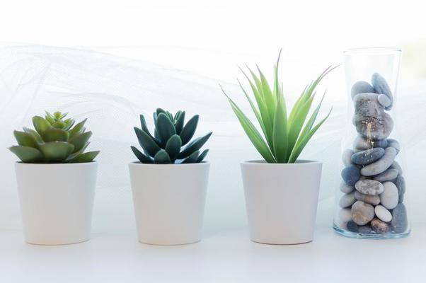 Altijd Zin theorie kleine kamerbloemen op de vensterbank in witte potten en een vaas met  zeestenen. het concept van interieur en wooncomfort. 4801662 stockfoto bij  Vecteezy