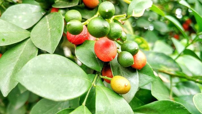 murraya paniculata, algemeen als jasmijn, oranje jessamine, porseleinen doos of nepsinaasappel, wit fruit en witte 4859036 Stockfoto