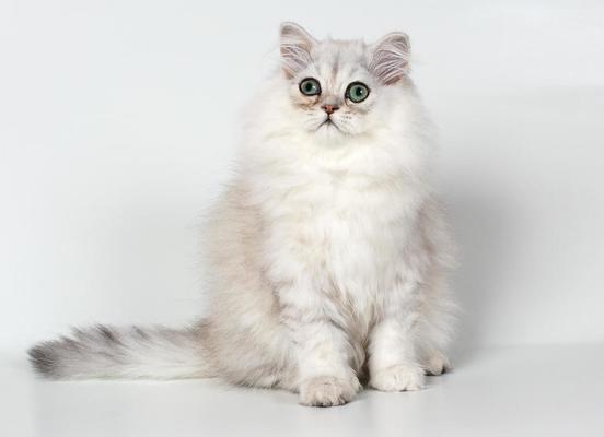 witte Perzische kitten (chinchilla kat) 837951 stockfoto bij