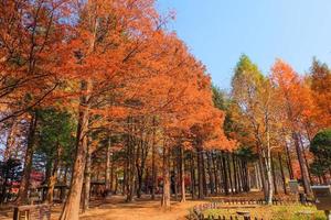 bomen met rode bladeren in het herfstpark op het eiland Nami, Zuid-Korea foto