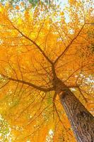 gele ginkgo biloba laat boom in de herfst foto