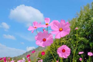 lage hoekmening van roze kosmos bloeiende planten tegen blauwe lucht foto