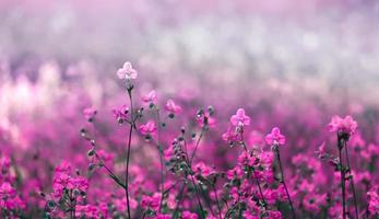 selecteer focus roze bloem bloesem op veld, mooie groei en bloemen op weide bloeien in de morning.soft pastel op natuur bokeh achtergrond, vintage stijl foto