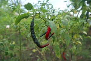 hete chilipepers groeiende plant. rode en groene chili pepers plant foto