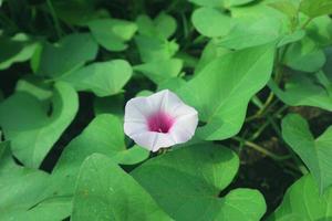 elegante strand moonflower planten met blad. witte strand maanbloem afbeelding foto