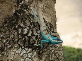 kleurrijke kameleon verandert van kleur om zichzelf tegen de vijand te beschermen. foto