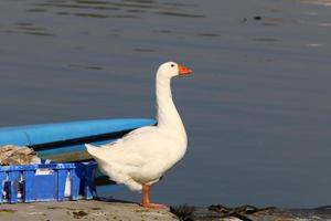 vogel zittend aan de oevers van de Middellandse Zee foto