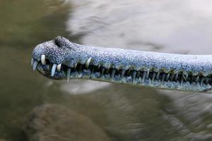 een enorme krokodil ligt op het gras aan de oevers van de rivier. foto