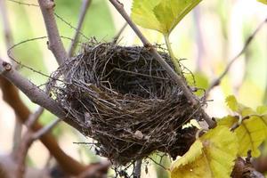 vogelnest op een boom in het park. foto