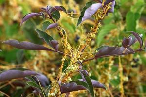 dodder is een geslacht van parasitaire planten in de familie winde. foto