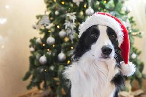 grappig portret van schattige puppy hond border collie dragen kerst kostuum rode kerstman hoed in de buurt van kerstboom thuis binnenshuis achtergrond. voorbereiding op vakantie. gelukkig vrolijk kerstfeestconcept. foto