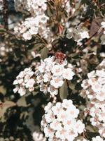 zomer schattige cluster witte bloemen op de struik met bij erop verzameld stuifmeel. foto