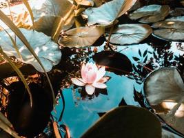 kleurrijke tropische natuurachtergrond, chinese lotusbloem in de vijver foto