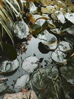 schattige lelietjes. kleine wilde vijver met groene bladeren, drijvend op het water. druppels van de regen. natuur achtergrond. foto