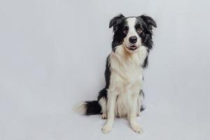 schattige puppy hondje border collie met grappige gezicht zitten geïsoleerd op een witte achtergrond. schattige hond. gezelschapsdier leven concept. foto