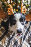 grappig portret van schattige puppy hond border collie dragen kerst kostuum herten hoorns hoed in de buurt van kerstboom thuis binnenshuis achtergrond. voorbereiding op vakantie. gelukkig vrolijk kerstfeestconcept. foto