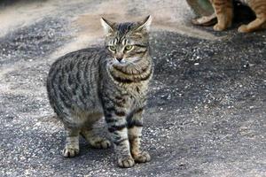 de huiskat is een zoogdier uit de kattenfamilie van de carnivora-orde. foto