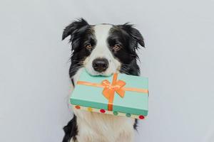 puppy hondje border collie groene geschenkdoos in de mond houden geïsoleerd op een witte achtergrond. kerstmis nieuwjaar verjaardag valentijn viering aanwezig concept. huisdier hond op vakantie dag geeft cadeau. mijn excuses. foto