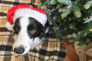 grappig portret van schattige puppy hond border collie dragen kerst kostuum rode kerstman hoed in de buurt van kerstboom thuis binnenshuis achtergrond. voorbereiding op vakantie. gelukkig vrolijk kerstfeestconcept. foto