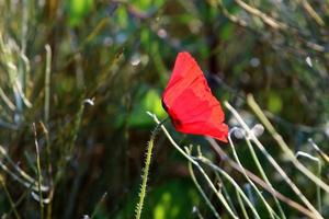 zomerbloemen in een stadspark in israël. foto