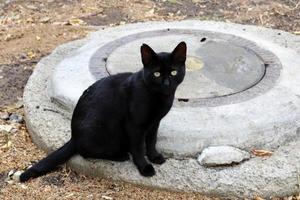 de huiskat is een zoogdier uit de kattenfamilie van de carnivora-orde. foto