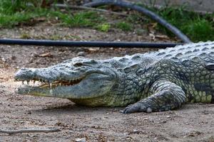 een enorme krokodil ligt op het gras aan de oevers van de rivier. foto
