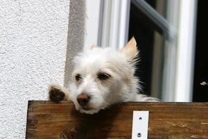 hond voor een wandeling in een stadspark aan de kust foto