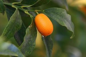 vruchten van citrusbomen in het stadspark. foto