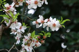 amandelbloesems in een stadspark in israël. foto