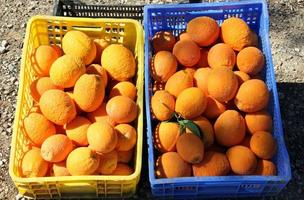 bessen en fruit worden verkocht op een bazaar in Israël. foto