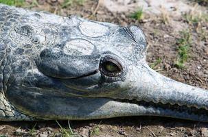 een enorme krokodil ligt op het gras aan de oevers van de rivier. foto