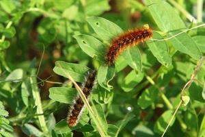 een rups zit op groene bladeren in een stadspark in israël. foto