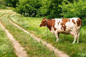 rood witte koe op veld bij voetpad foto