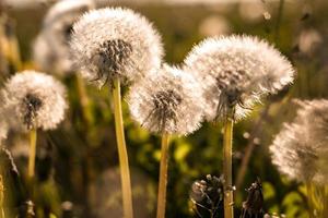 veld van paardebloemen in de stralen van de ondergaande zon foto