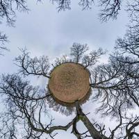 kleine planeet transformatie van bolvormig panorama 360 graden. sferische abstracte luchtfoto in eikenbos met onhandige takken in de late herfst herfst. kromming van de ruimte. foto