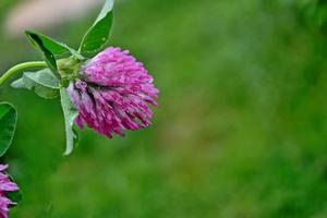 roze bloemen van klaver foto