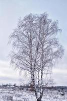 vervagen. bevroren winterbos met besneeuwde bomen. foto