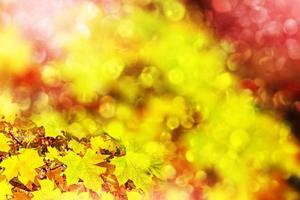 herfst landschap. mooie bladeren. kleurrijke bomen. gebladerte foto