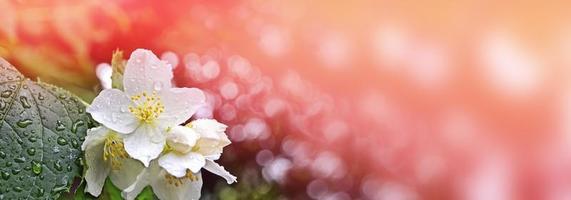 witte jasmijn de tak delicate lentebloemen foto