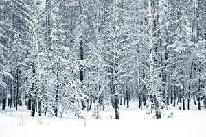 winter bos. natuur. foto